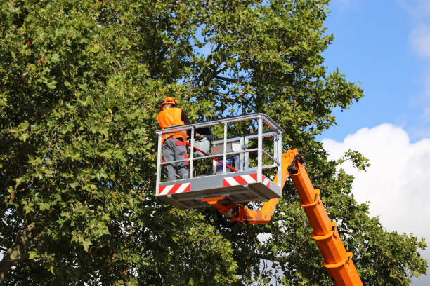 The Steps Involved in Our Tree Care Process in Snead, AL